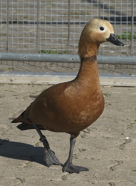杜兰特